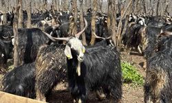 Bingöl’de soğuklar yaylaya çıkışı geciktirdi: Hayvanlar besiye alındı