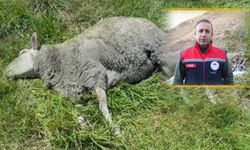 Yüksekova’da Tarım Müdürü İnan Hayvanlarını Meraya Bırakan Çiftçileri Uyardı!