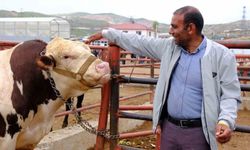 Van canlı hayvan pazarında Kurban Bayramı hareketliliği başladı