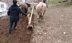 Zamana direnen gelenek: Bahçesaray’da traktörün giremediği dik yamaçlarda karasaban mesaisi