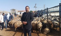 Şanlıurfa’da komisyoncularla besicilerin rekabeti başladı