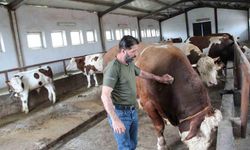 1,5 tonluk ’Tosun Paşa’ Kurban Bayramı öncesi alıcısını bekliyor