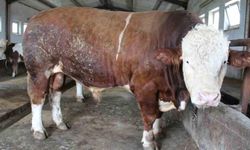 Bingöl’de 1,5 tonluk ’Tosun Paşa’ 450 bin liraya alıcı buldu