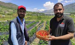 Batman’da organik Sason çileğinde yılın ilk hasadı başladı