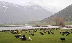 Bitlis’te meralar yeşerdi, hayvanlar otlaklara çıktı