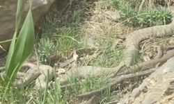 Hakkari’de doğaseverler dev engerekle karşılaştı