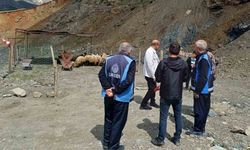 Hakkari’de Kurban pazarı hareketlendi