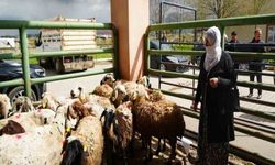 Kadın üreticilere 3 bin küçükbaş hayvan desteği