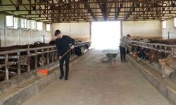 Muş’tan batı illerine 50 bin kurbanlık hayvan sevk edilecek
