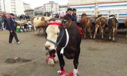 Kars’ta kurban pazarı hareketlendi: 700 kiloluk süslenmiş düve ilgi odağı oldu