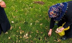 Ağrı’da kadınlar bahar otlarını topluyor