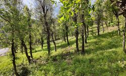 Şırnak’ta ormanlık alanda tırtıl istilası