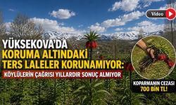 Yüksekova'da Koruma Altındaki Laleler Tehlikede: Köylüler Mezarlık Alanına Duvar İstiyor