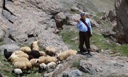 Hakkari yaylasında hem türkü söyledi hem kuzu kurtardı