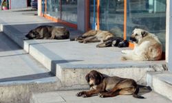 Mustafa Çiftçi: Başıboş sokak köpeği sorunu çözüme kavuşuyor