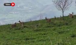 Yüksekova’da Dağ Keçileri Kameraya Yansıdı