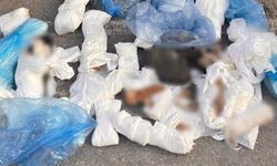 Poşetler içinde 33 ölü kedi bulundu