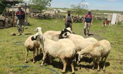 Kaybolan kurbanlıklar dron ile bulundu