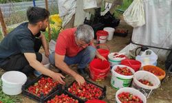 Organik çilek üreticileri pazar için destek bekliyor