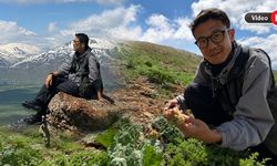 Yüksekova’nın Doğasına Hayran Kalan Japon Turist Yaylalarda Uçkun Topladı