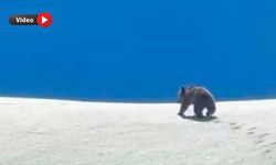 Yüksekova’da yiyecek arayan ayı görüntülendi