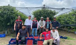 İspanyol kirazı Adana’dan Avrupa’ya ihraç ediliyor