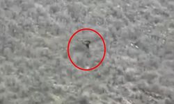 Şırnak’ta kartalın domuz avı kamerada
