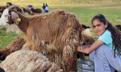 Muş’ta yayla mesaisi başladı: Lezzetli sütün sırrı dağlarda saklı