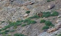 Cennet Cehennem Vadisi’nde ayı ve yavrusu görüntülendi