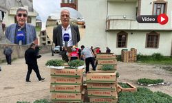 Yüksekova’da 463 çiftçiye 155 bin sebze fidesi dağıtıldı