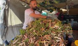 Yüksekova'da doğal otlar hem sofraları süslüyor, hem geçim sağlıyor