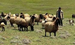 Yüksekova, Küçükbaş Hayvancılık Desteklerinde Öne Çıktı