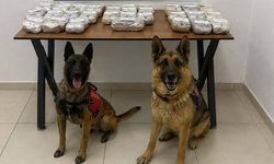 Şemdinli’de 21 Kilo Esrar Ele Geçirildi