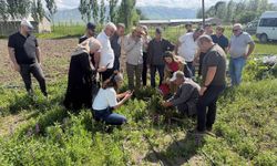 Yüksekova’da 24 Çiftçiye Salep Yetiştiriciliği Eğitimi Verildi