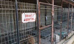 Edremit’te kuduz vakası sonrası karantina uygulaması başladı