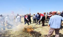 Asırlık lezzet firik bulgurunun hasadı başladı