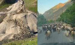 Hakkari’de yayla sezonu gecikmeli başladı