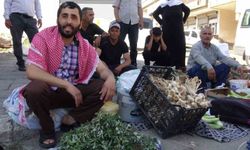 Batman’da doğal şifa mesaisi: Bahçelerden toplanan semizotu hem sağlık hem geçim kaynağı oldu