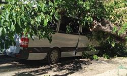Hakkari’de Ceviz Ağacı Otomobilin Üzerine Devrildi: Faciadan Dönüldü