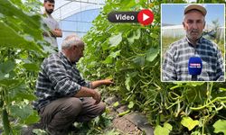 Yüksekovalı çiftçi, hurda malzemelerden yaptığı seralarla üretimi büyüttü