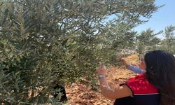 Şırnak’ta zeytin bahçelerinde hasar tespit çalışmaları başlatıldı