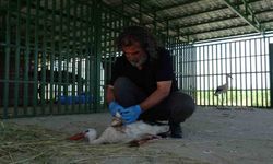Yaban hayvanlarının ’kreş’ dönemi tamamlandı