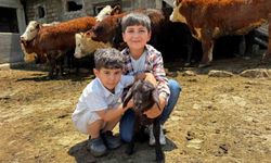 Ağrı’da damızlık desteğiyle kırmızı et üretimi güçleniyor