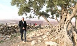 Şanlıurfa’da 1314 yıllık zeytin ağacının çevre düzenlemesi yapılıyor