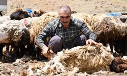 Şırnak’ta yayla hazırlığındaki besicilerin koyun kırkma mesaisi başladı.