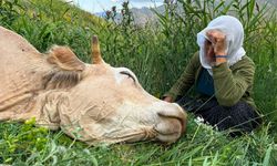 İneğini Kaybeden Yüksekovalı Aileye Yapılan Yardım Miktarı Belli Oldu!