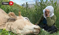 Tek Geçim Kaynağı Telef Oldu: "Çocuğuma Süt Alamıyorum"