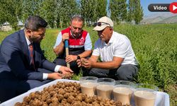 Yüksekova’nın Yeni Altını Salep Oldu: İlk Ticari Hasat Yapıldı