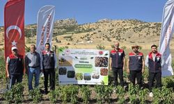 Şırnak’ta TAKE Projesi kapsamında sebze hasadı gerçekleştirildi