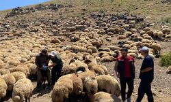 Şırnak’ta veteriner hekimlerden yaylalarda sağlık taraması ve eğitim seferberliği